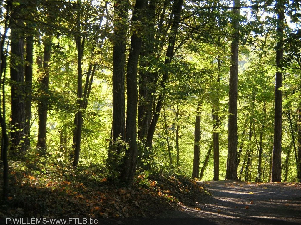 Chemin forestier dans le Fond des Vaulx
