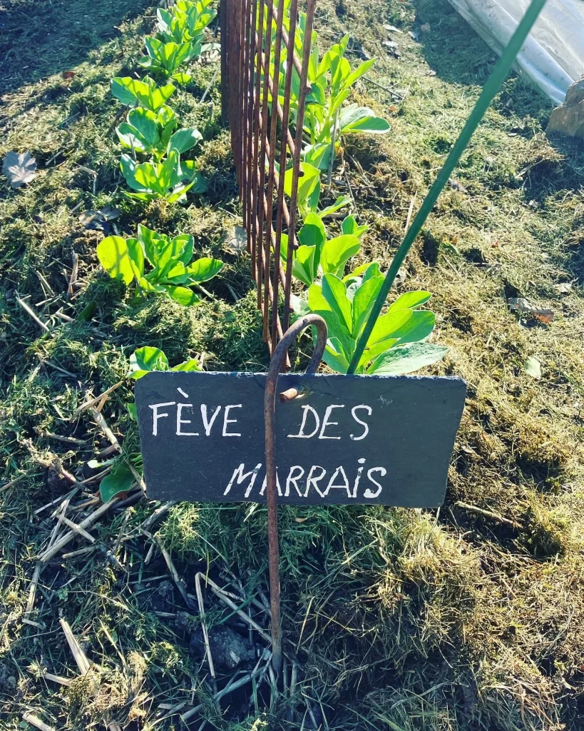 Fèves des marais au potager