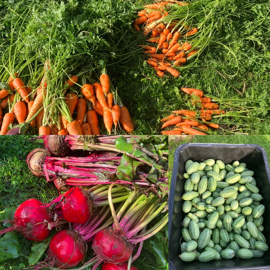 Carottes, betteraves et concombres du potager