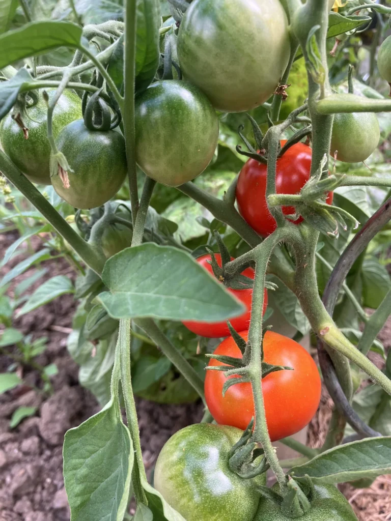 Tomates sous serre