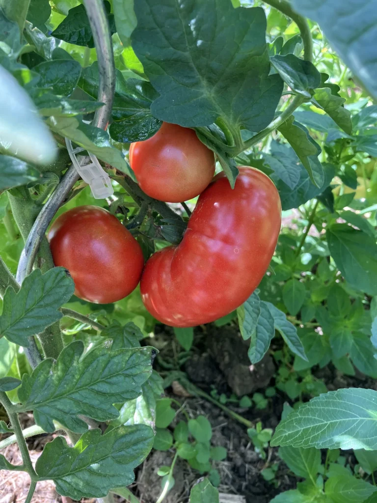 Tomates mûres au potager