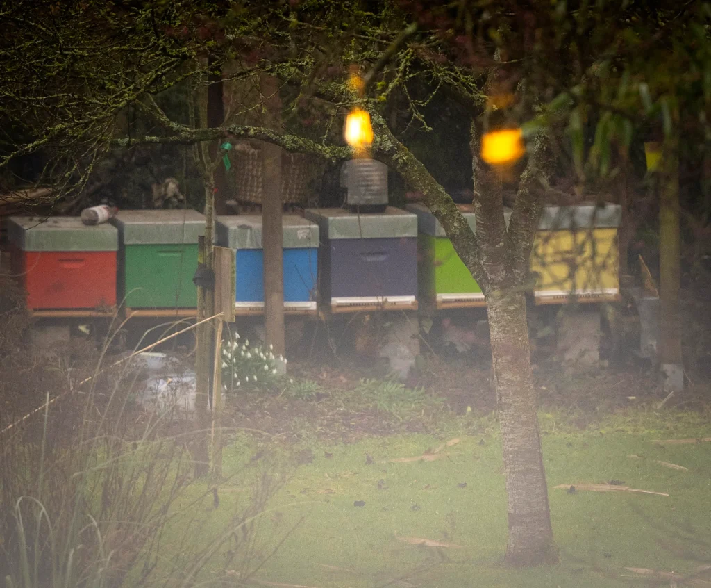 Ruches colorées au fond du jardin